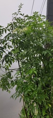 Sambucus nigra