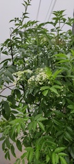Sambucus nigra