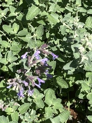 Nepeta × faassenii