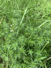 Galium album
