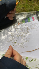 Agrostis capillaris