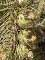 Opuntia comonduensis