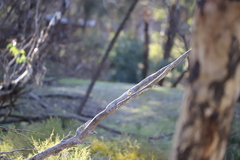 Acanthiza inornata