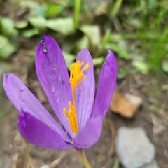 Crocus nudiflorus