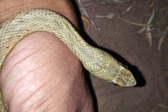 Malpolon monspessulanus