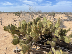 Opuntia comonduensis
