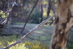 Acanthiza inornata