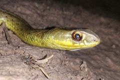 Malpolon monspessulanus