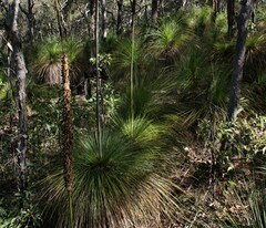 Xanthorrhoea