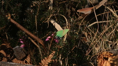 Callophrys rubi