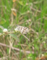 Spialia galba
