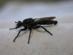 Laphria aimatis