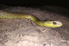 Malpolon monspessulanus