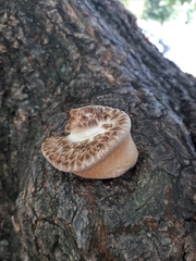 Cerioporus squamosus