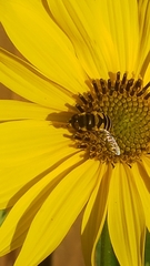 Eristalis transversa