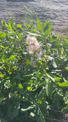 Spiraea alba