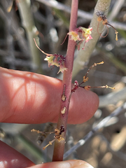 Euphorbia ceroderma