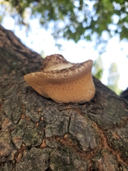 Cerioporus squamosus