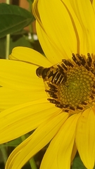 Eristalis transversa