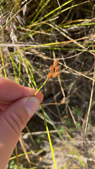 Carex scoparia
