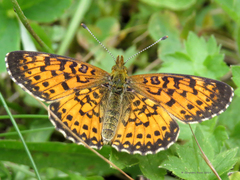 Boloria selene
