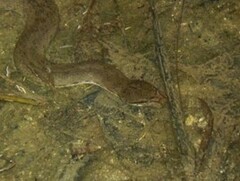 Cerberus schneiderii