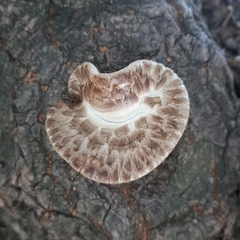 Cerioporus squamosus