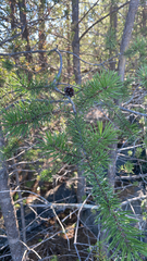 Pinus banksiana