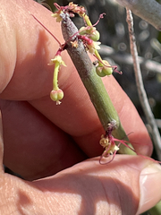 Euphorbia ceroderma