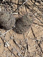 Mammillaria dioica