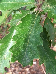 Quercus cerris