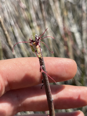 Euphorbia ceroderma