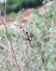 Oxyopes shweta