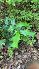 Ilex cornuta