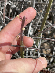 Euphorbia ceroderma