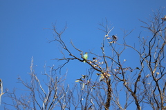 Parvipsitta porphyrocephala