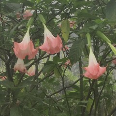 Brugmansia arborea