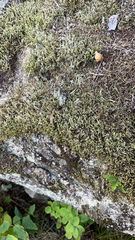 Hedwigia ciliata