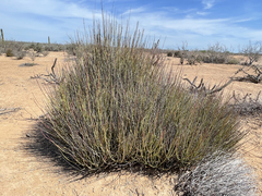 Euphorbia ceroderma