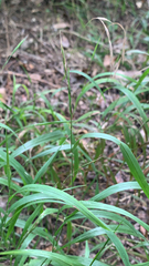 Brachypodium sylvaticum