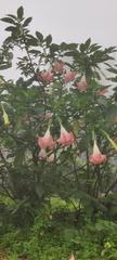 Brugmansia arborea