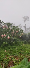 Brugmansia arborea