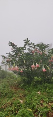Brugmansia arborea