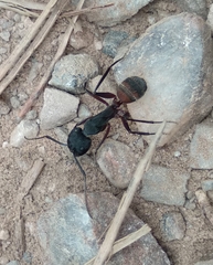 Camponotus cruentatus