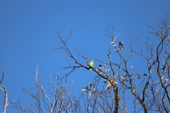 Parvipsitta porphyrocephala