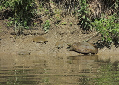 Apalone spinifera spinifera