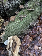 Trametes betulina