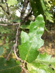Quercus cerris
