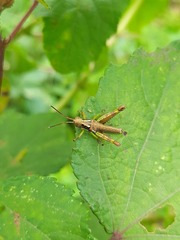 Catantopinae