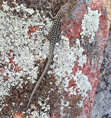 Podarcis siculus tyrrhenicus